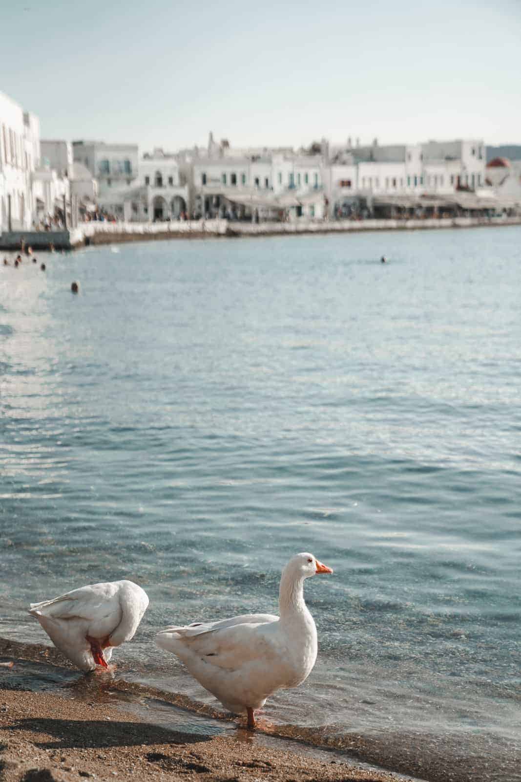 Ducks at waters edge in Mykonos, Greece taken by Maria who is giving her international travel tips.